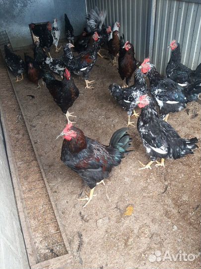 Петушки и курочки ливенские ситцевые