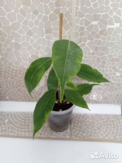Фикус Бенджамина. Черенки укорененные