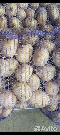 Свежий урожай 2023-года.Овощи оптом от 20-ти т