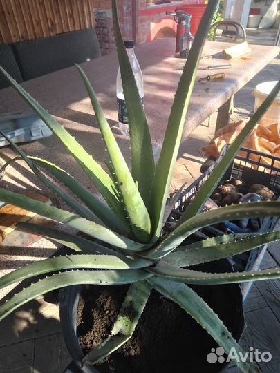 Алоэ вера 5 лет