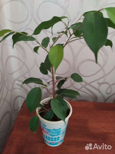 Фикус бенджамина