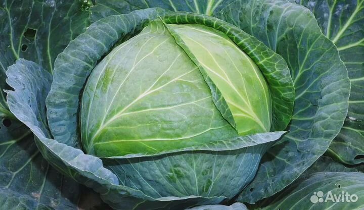 Капуста оптом