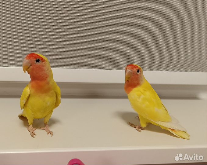 Птенцы неразлучника 2.5 месяца