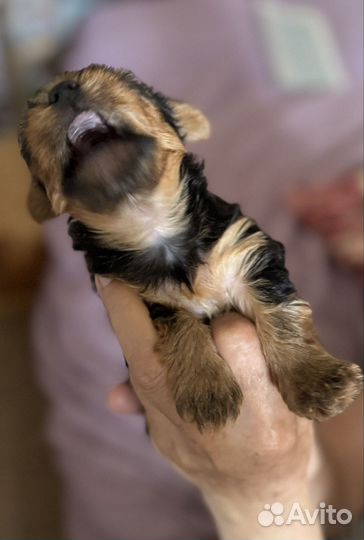 Щеночки Йорки ищут любящего хозяина