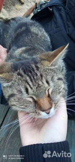 Котя в добрые руки