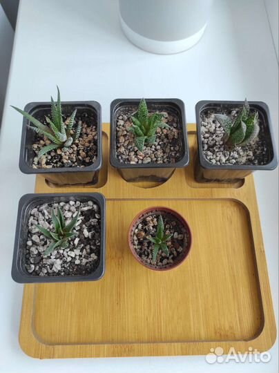 Суккуленты хавортия Маргината,Полосатая,Гастералоэ