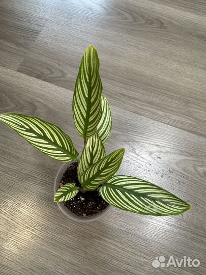 Продам комнатные растения