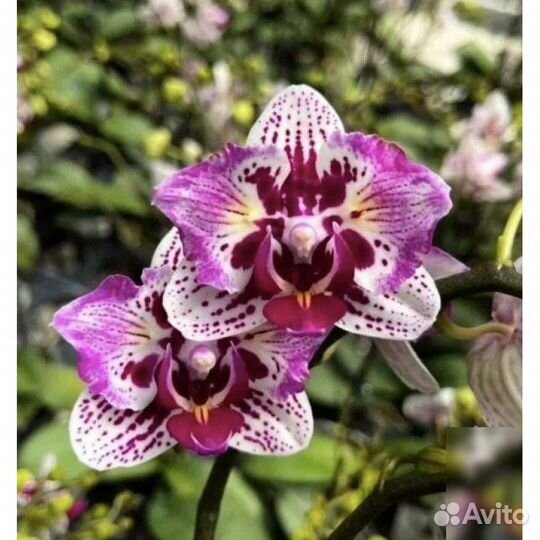 Орхидея бабочка Winter Delight peloric с цветонос