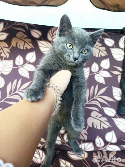 Кот