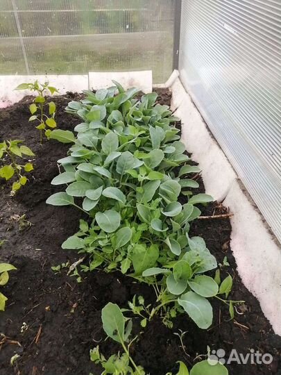 Рассада цветной капусты