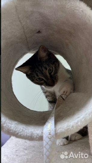 Кот Сем в поиске идеального дома