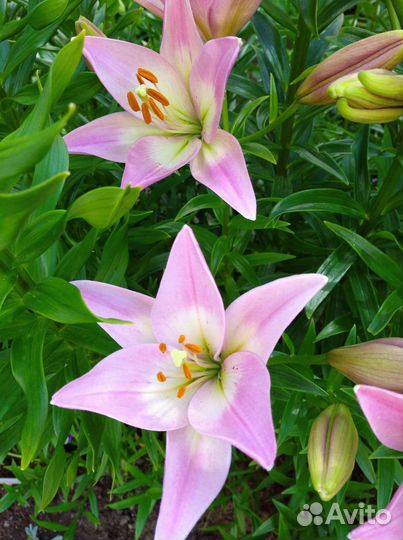 Цветы многолетники