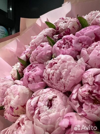 Свежие пионы букет для королевы