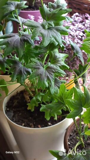 Герань (пеларгония) Fallen Angel звездчатая