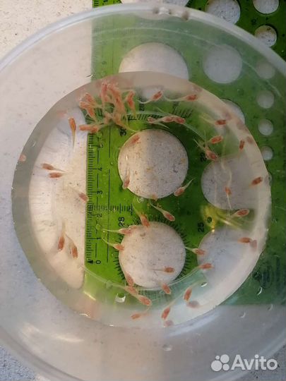 Гуппи чистая линия жемчужно-розовые альбиносы