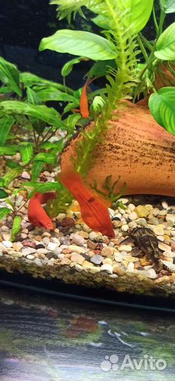 Аквариумные рыбки