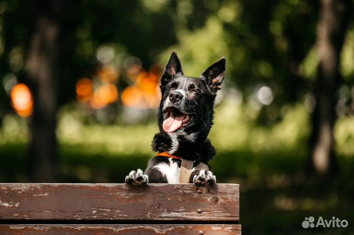 Собака в добрые руки