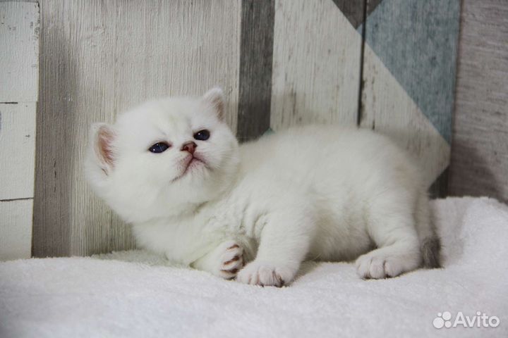 Котята шиншиллы голубоглазые