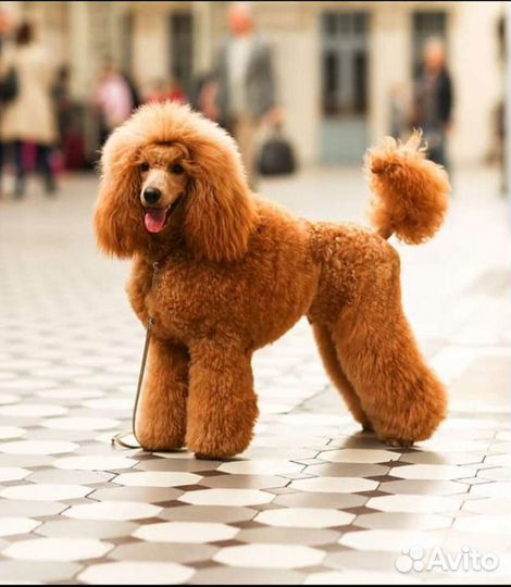 Пудель средний/малый, кобель, вязка