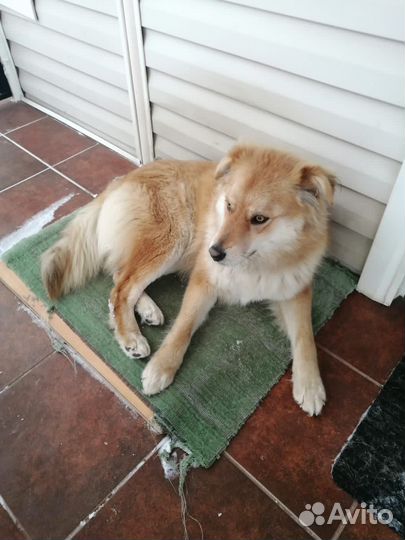 Собака в добрые руки