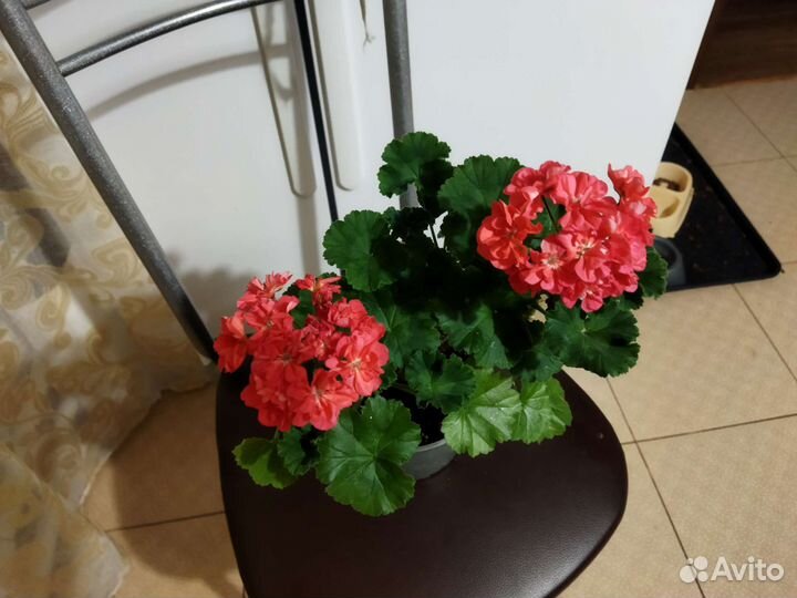 Пеларгония герань