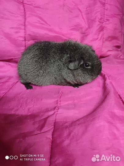 Морская свинка тедди