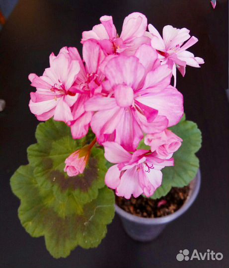 Пеларгония ice rose