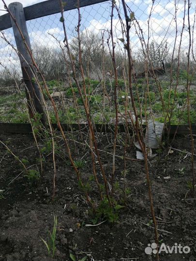 Ремонтантная малина