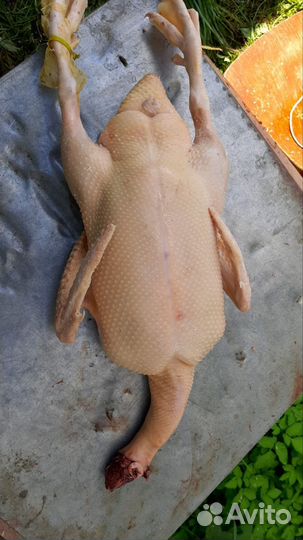 Мясо утки