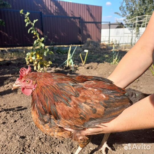 Молодые петухи в рядом