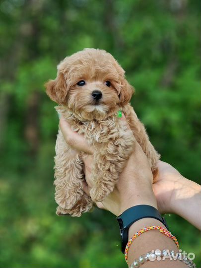 Мальчик мальтипу мини