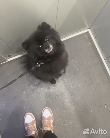 Шпиц мальчик вязка