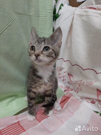 Очень ласковый котенок 2,5 мес