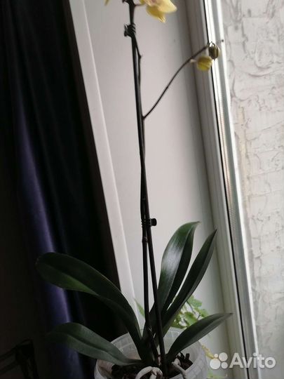 Фаленопсис сорт Манго. Редкий. Цветёт