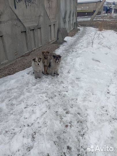 Собака в добрые руки отдам бесплатно