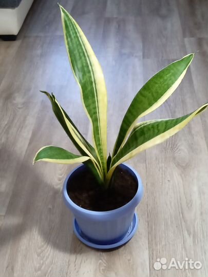 Сансевиерия (тещин язык, щучий хвост)