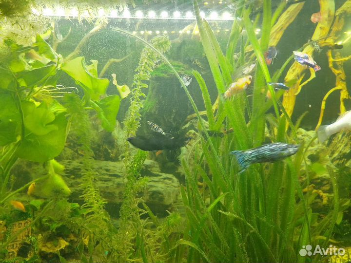 Продам рыбок