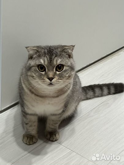 Шотландский вислоухий кот на вязку