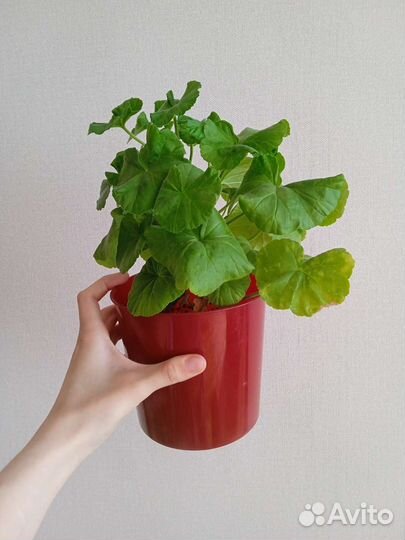 Пионовидная герань / комнатные цветы / герань сорт