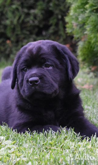 Черный кобель