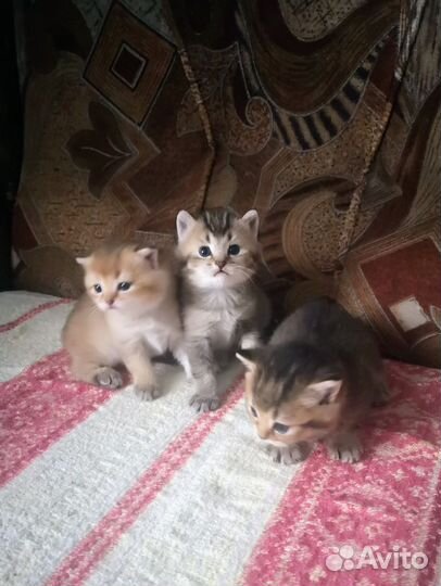 Шотланская кошка