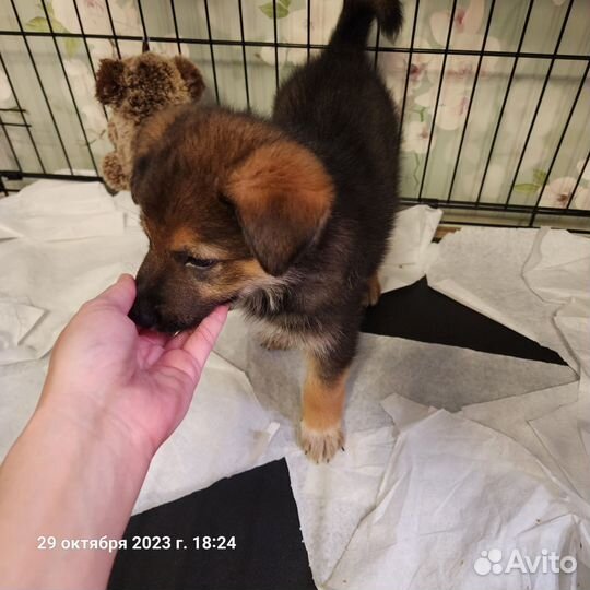 Щенки дворяне в добрые руки