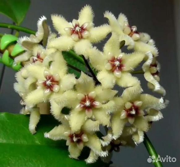 Фиалки, диффенбахия, толстянка, хойи