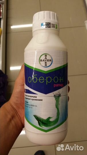 Оберон рапид