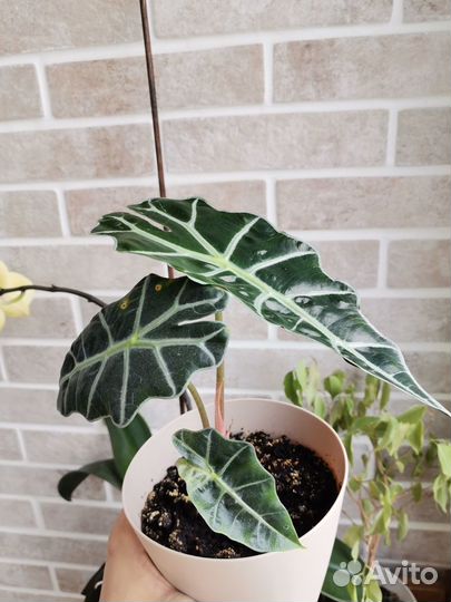 Аллоказия Полли (бронь для Екатерины)