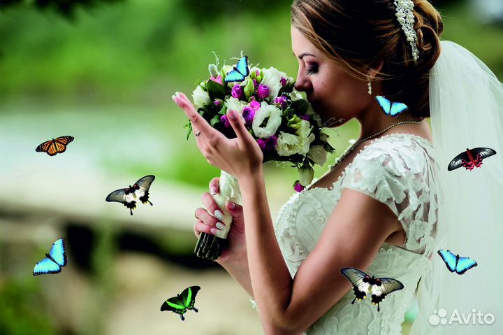 Салют из Живых Тропических Бабочек с/б-10