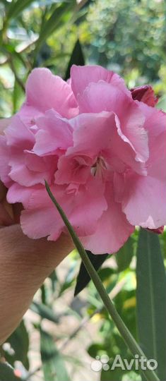 Олеандр розовый и белые