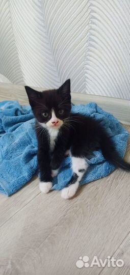 Отдам котят