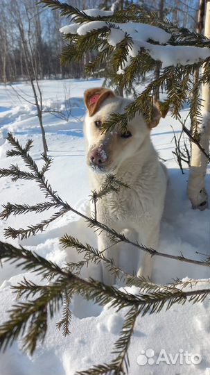 Собака в добрые руки