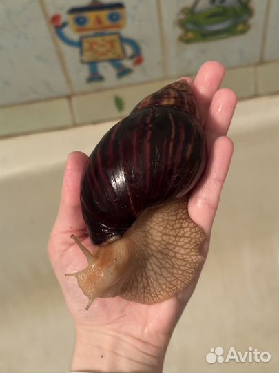 Улитка ахатина